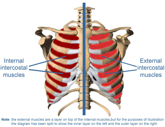 Muscle And Nerves Between Ribs 5